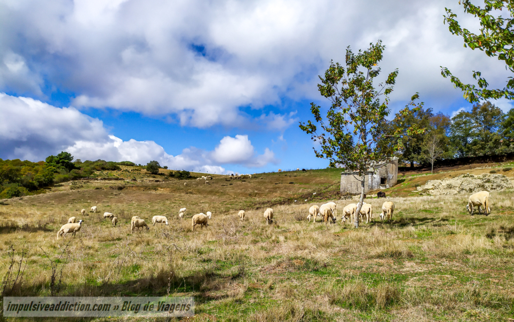 Rebanho de Ovelhas em Quadra