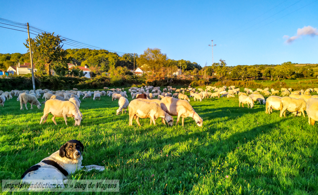Flock of Sheep in Soeira, in Montesinho Natural Park