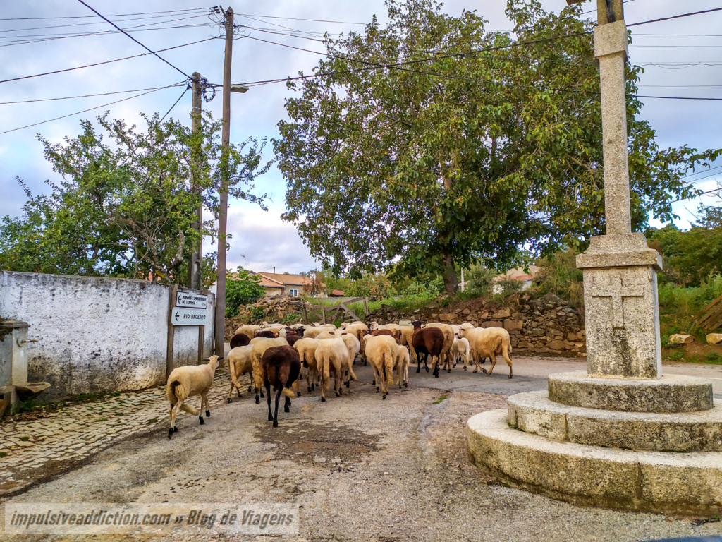 Rebanho de Ovelhas em Terroso