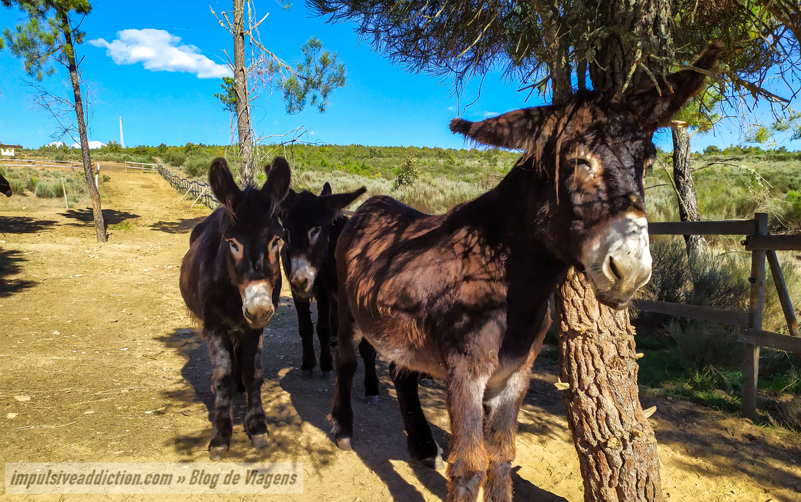 Burros de Miranda do CALP