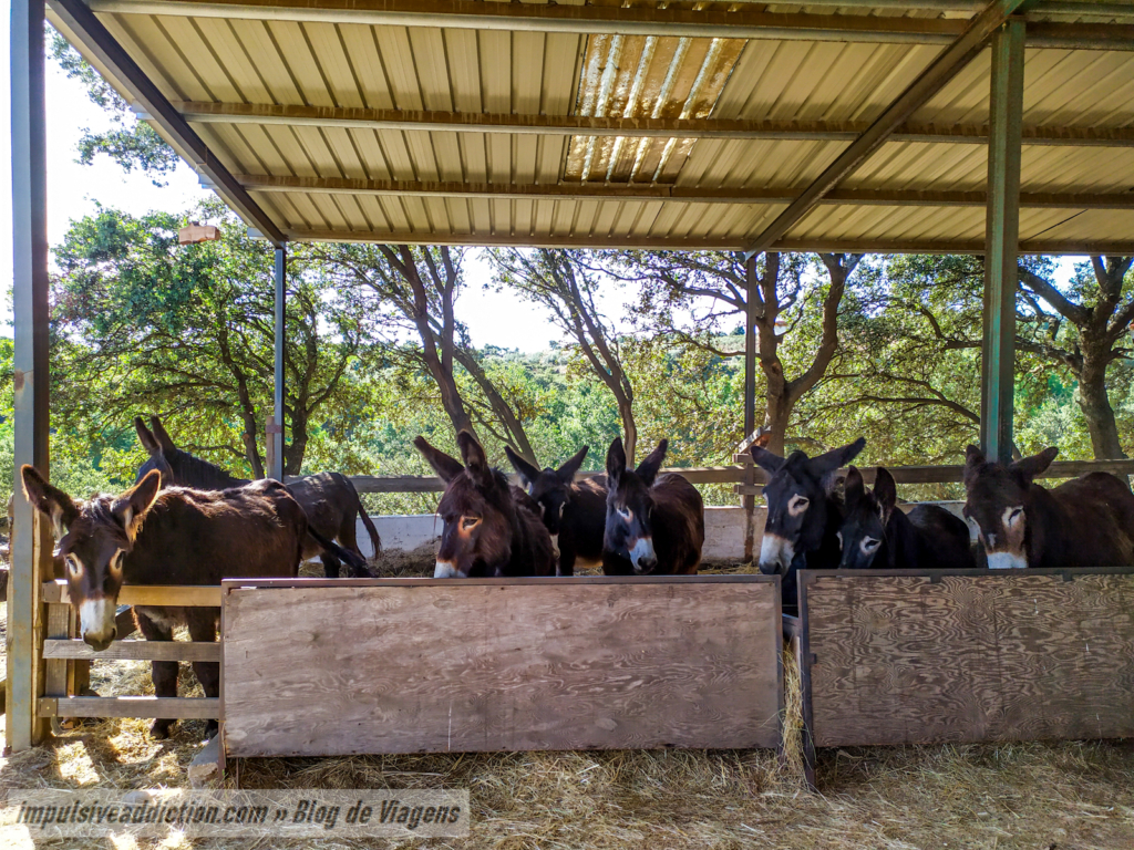 Burros de Miranda da AEPGA