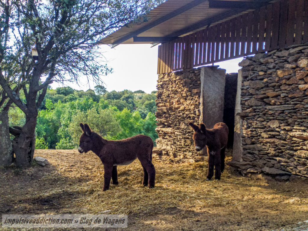 Burros de Miranda da AEPGA