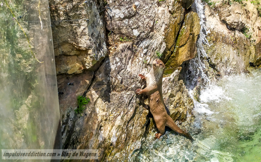 Lontra junto do Cais para o Cruzeiro Ambiental