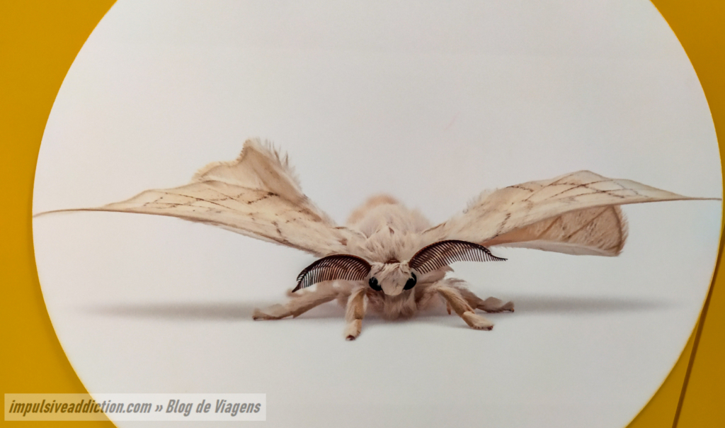 Imagem da Borboleta do Bicho da Seda