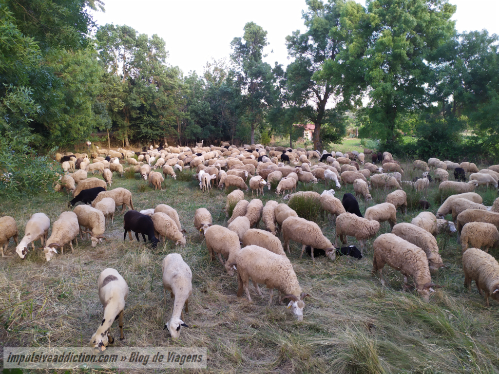 Rebanho de ovelhas em Mogadouro