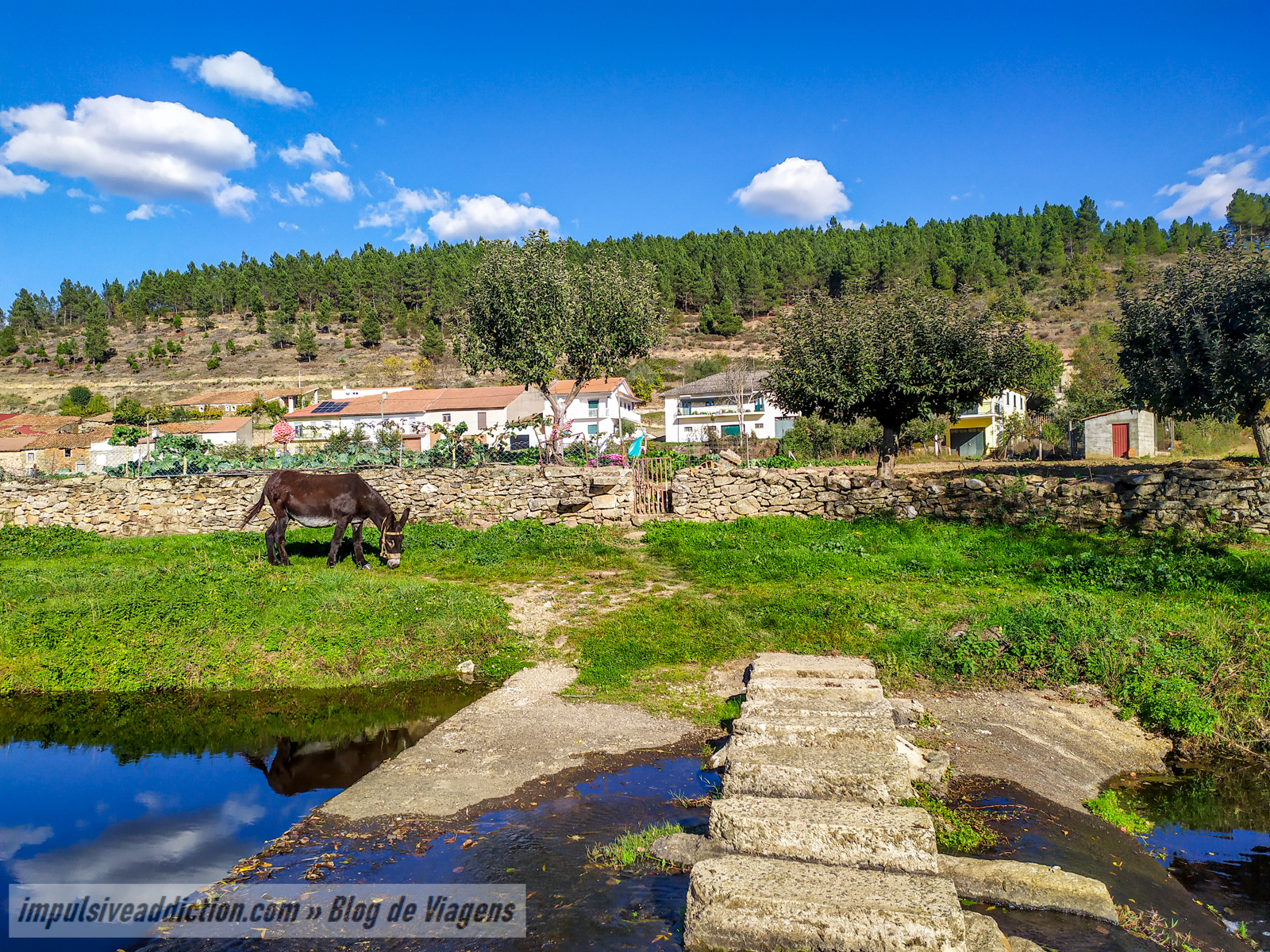 Burros Mirandeses em São Joanico