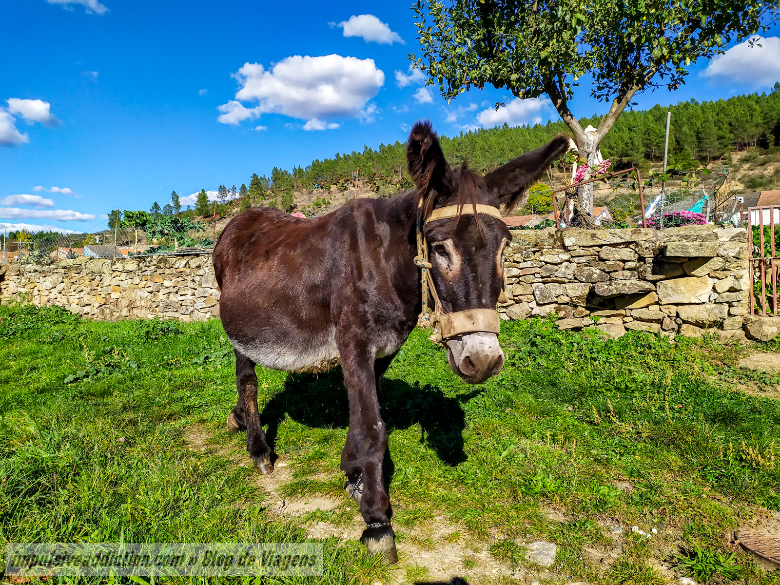 Burro Mirandês em São Joanico