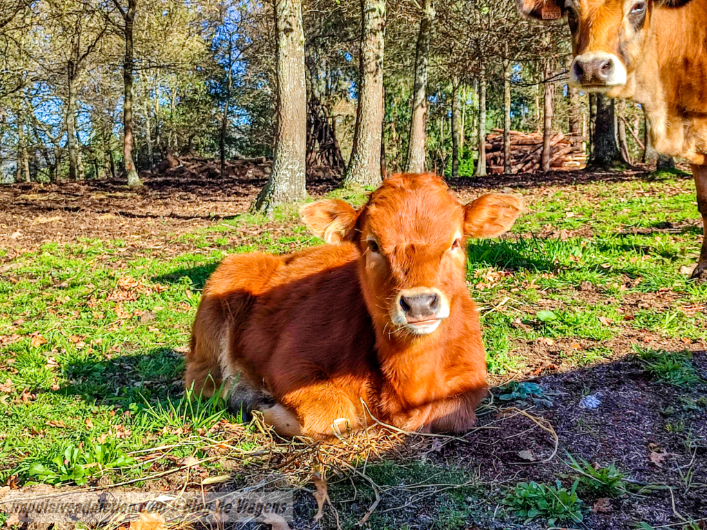 Animais na Serra de Corno de Bico