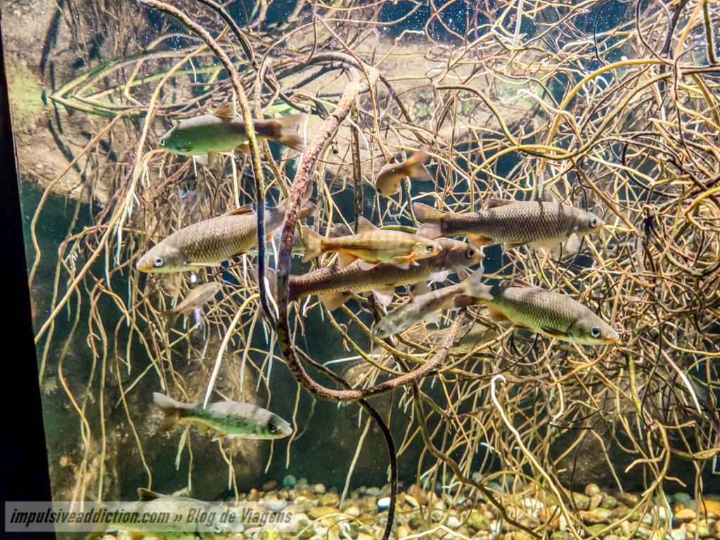 Aquamuseu do Rio Minho em Vila Nova de Cerveira