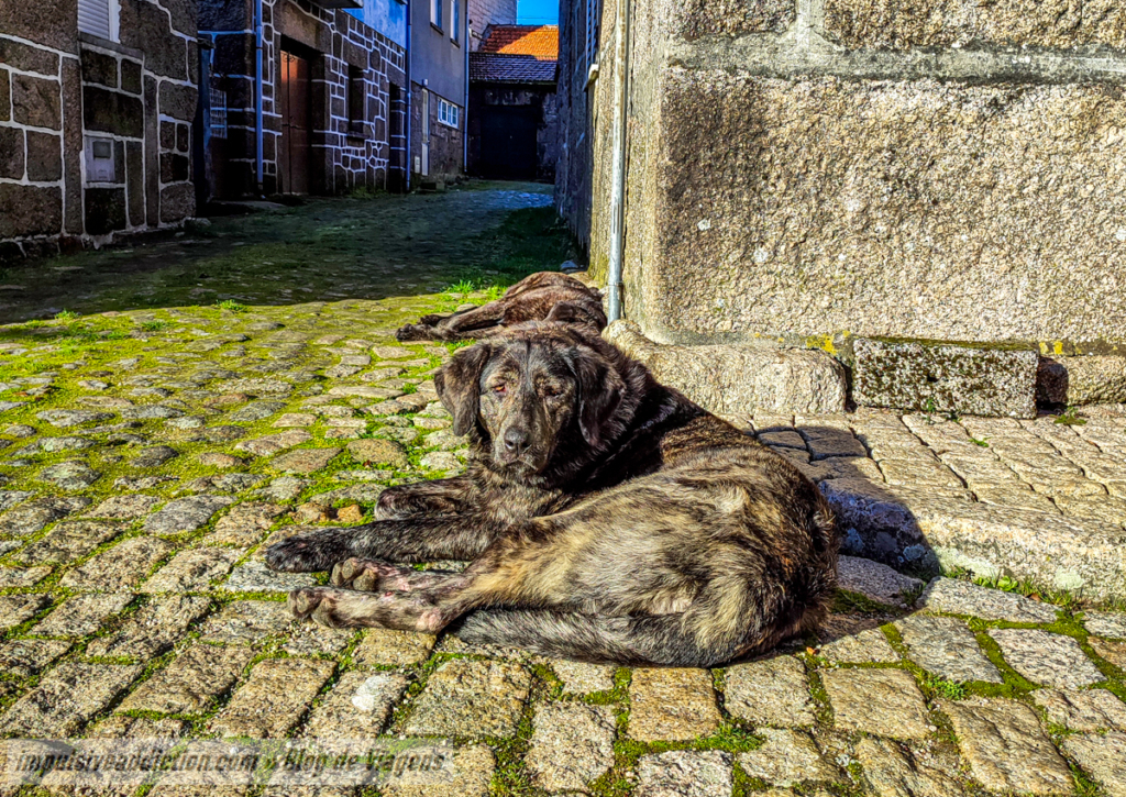 Cão de Castro Laboreiro