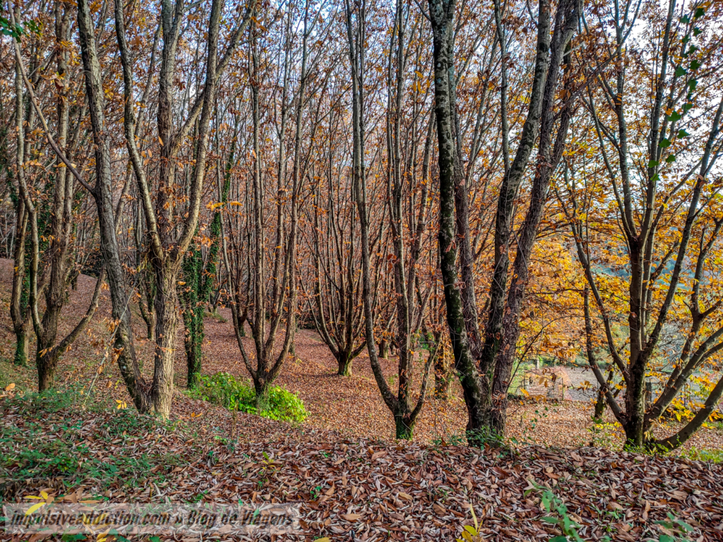 Bosque do Paço de Calheiros