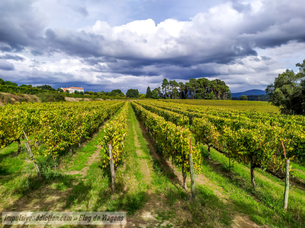 Vinhas de Vinho Verde do Solar das Bouças