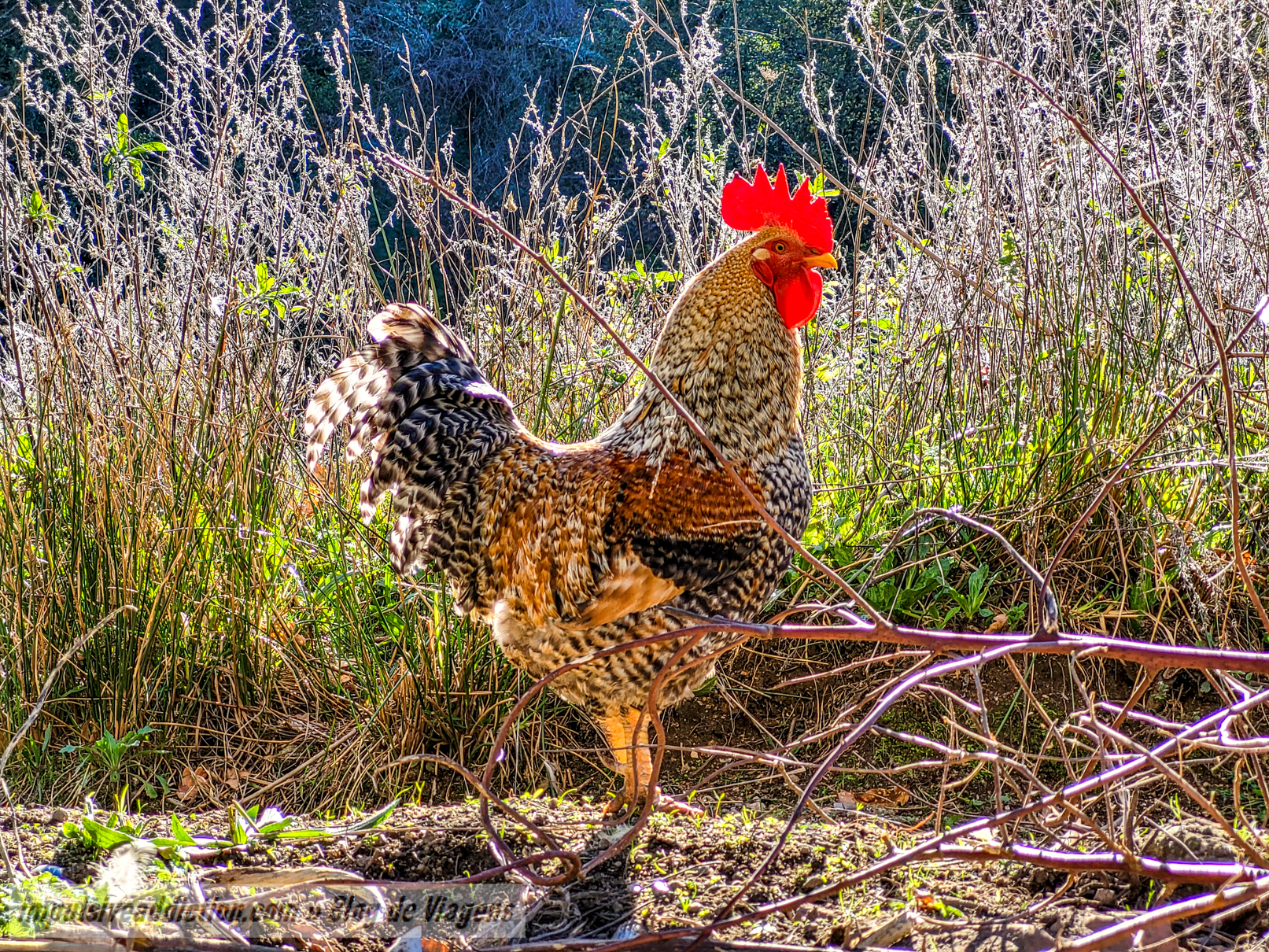 Animais à solta na Aldeia Turística de Louredo
