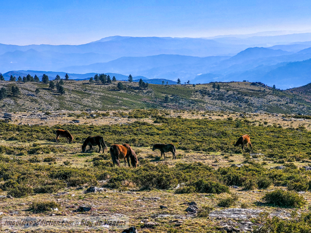 Garranos da Serra da Cabreira