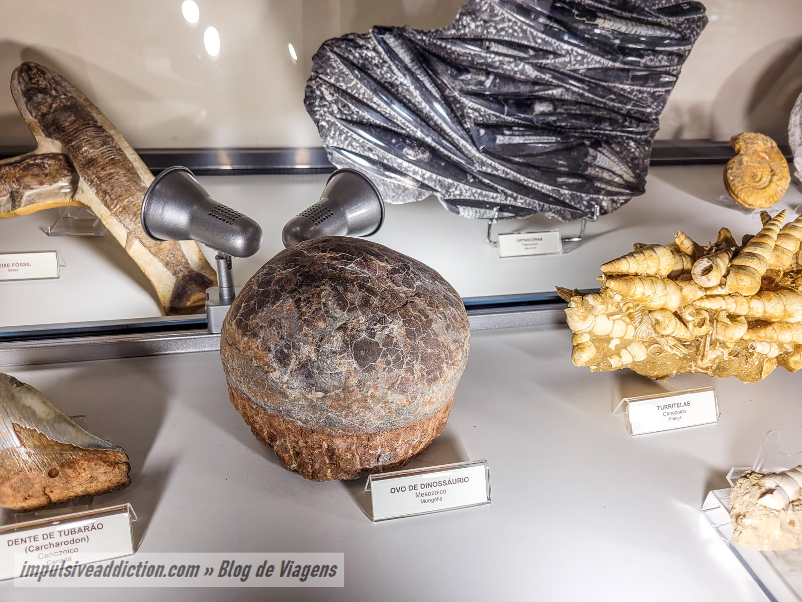 Ovo de Dinossauro na Exposição de Fósseis das Grutas da Moeda