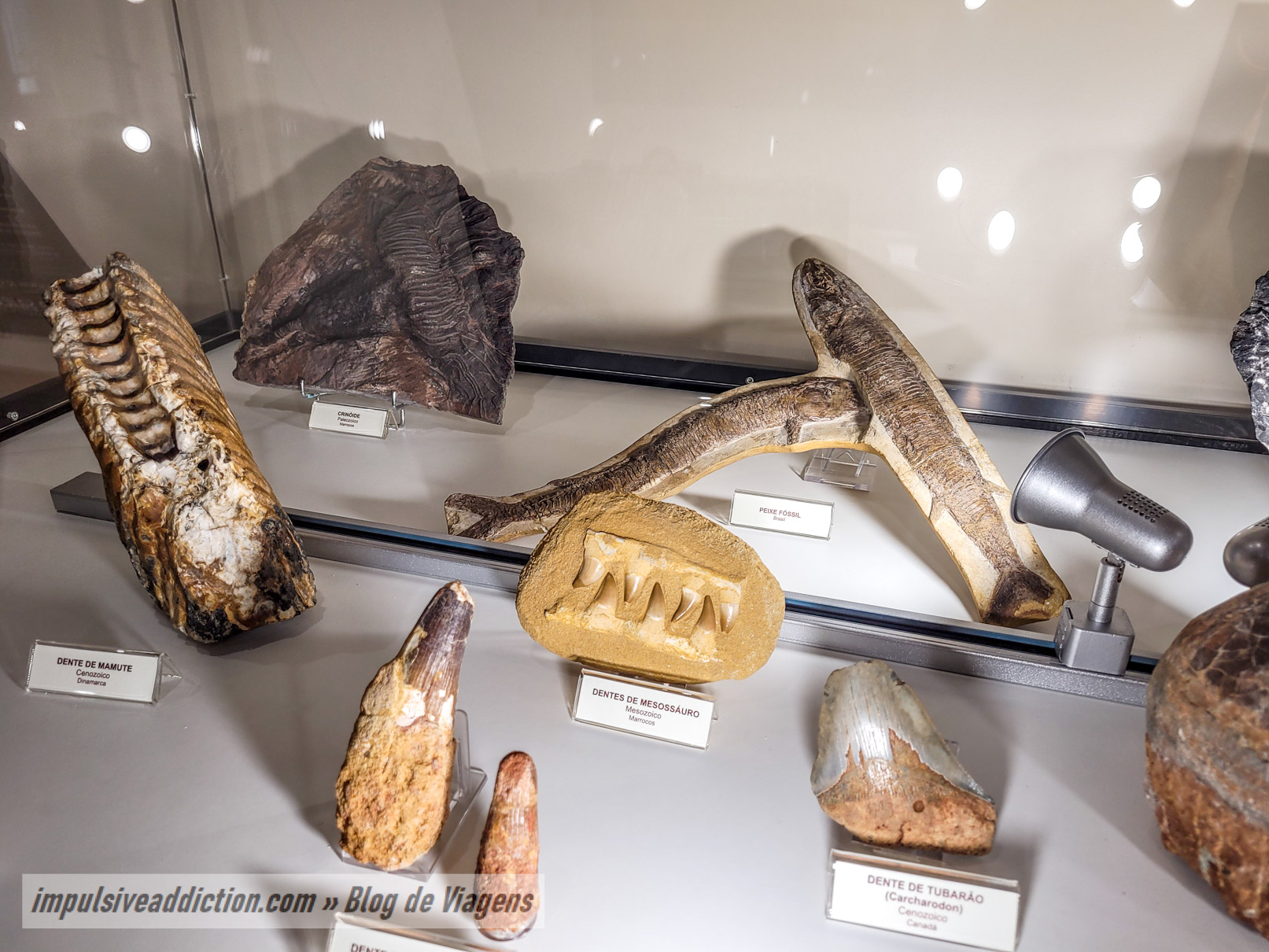 Exposição de Fósseis das Grutas da Moeda