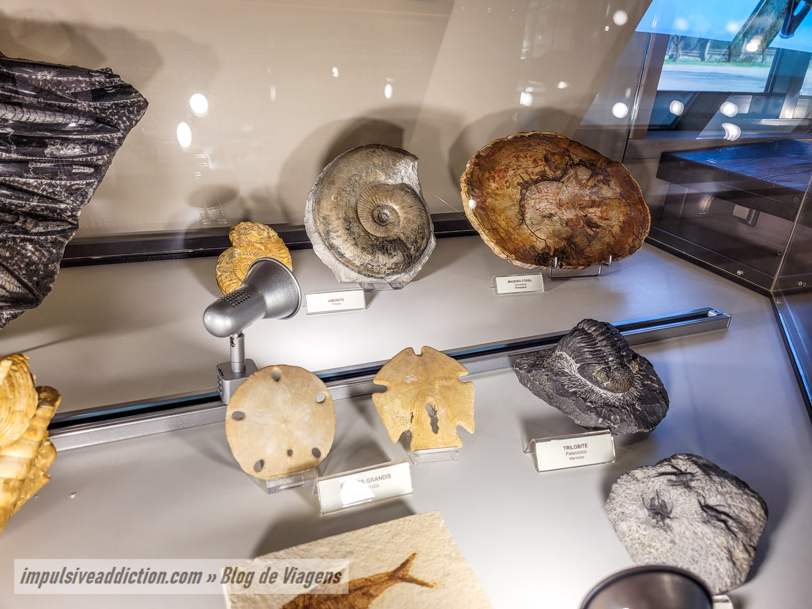 Exhibition of Fossils from the Coin Caves