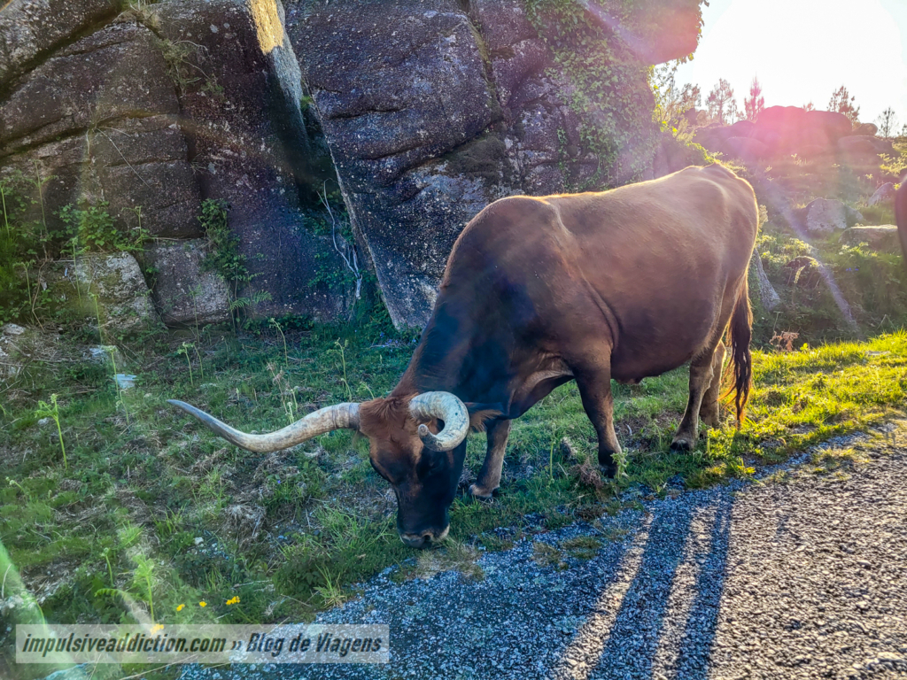 Animais ao longo do trilho dos Miradouros do Gerês