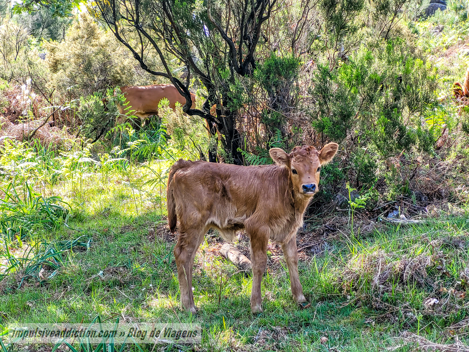 A caminho do Curral da Coriscada