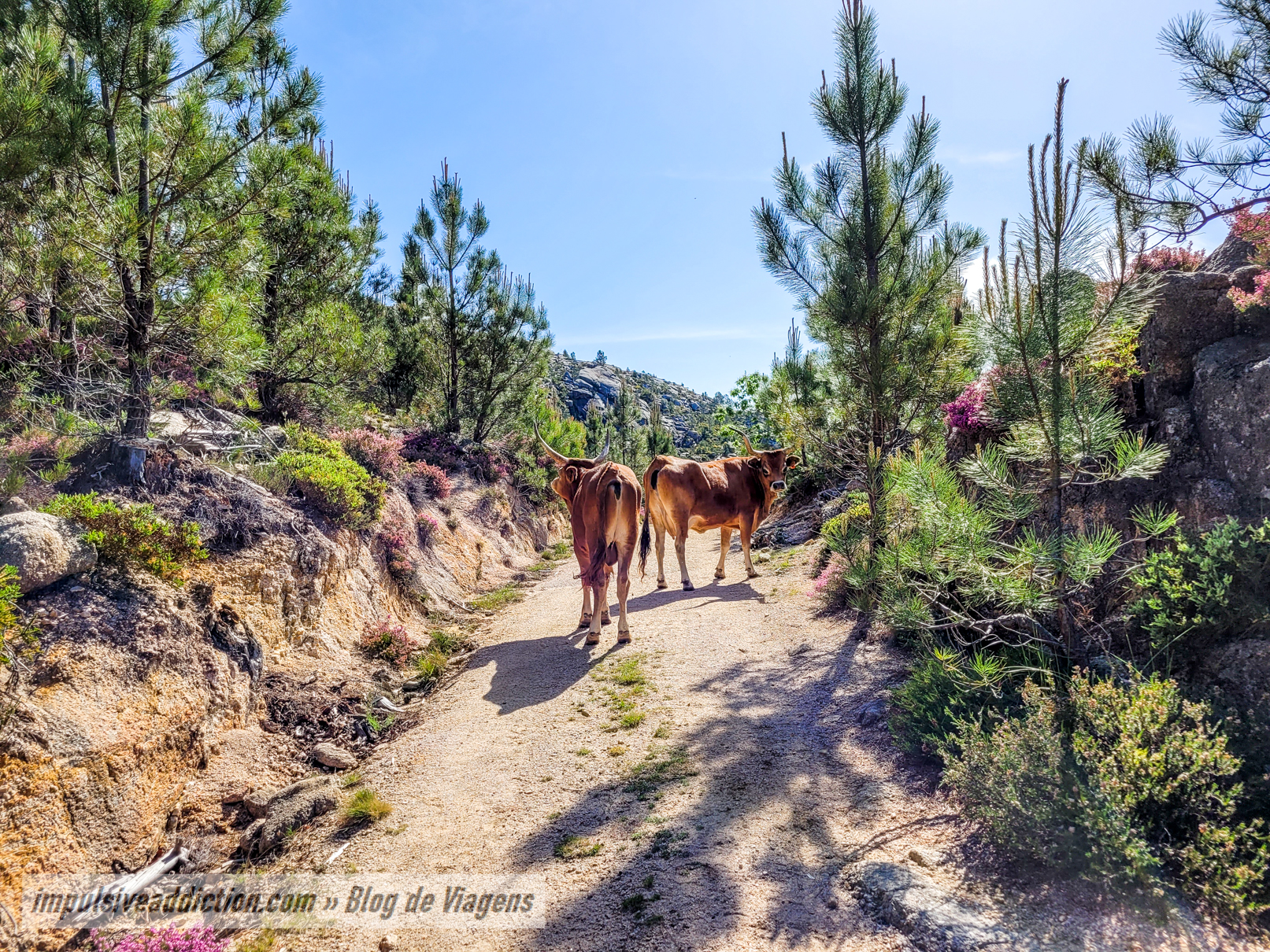 A caminho do Curral da Coriscada