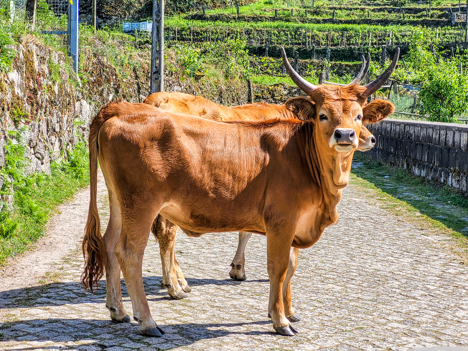Vacas no meio da estrada - trânsito na Ermida