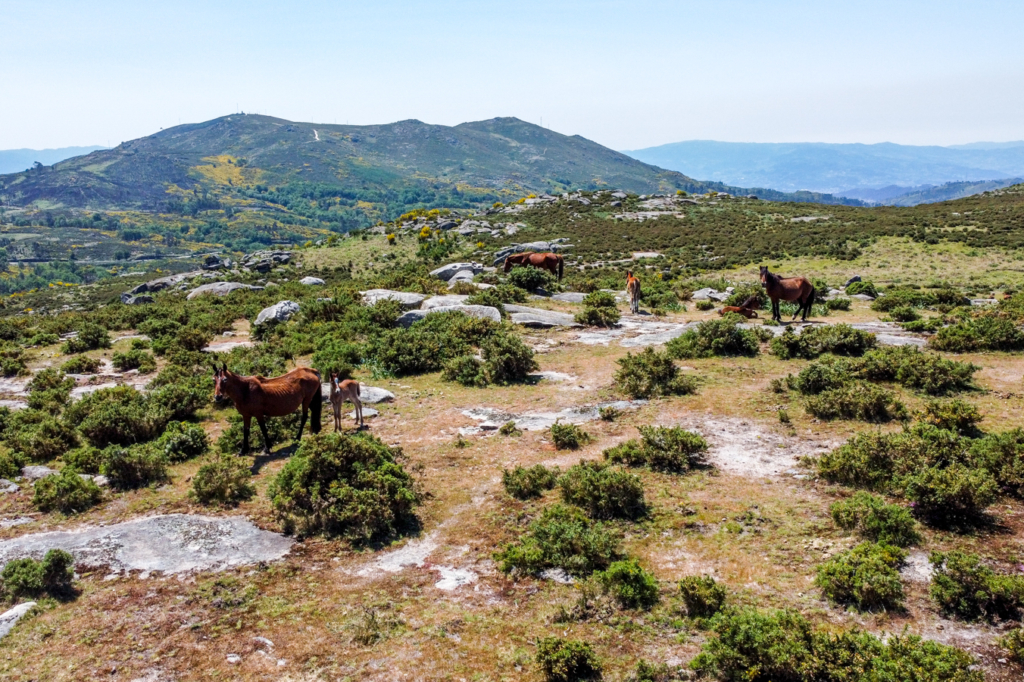 Cavalos selvagens (Garranos) junto do Baloiço do Mezio