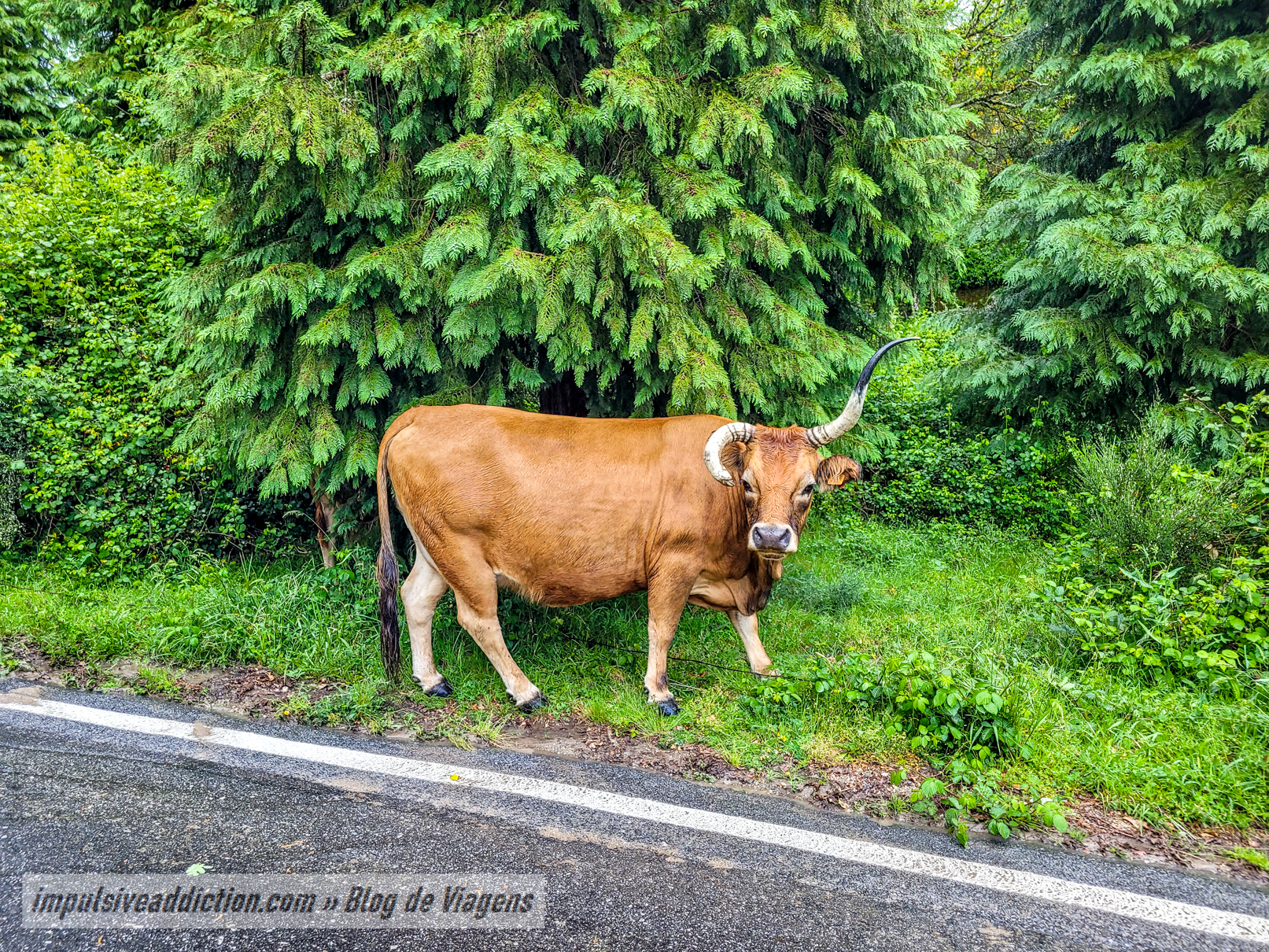 Vaca Fotogénica em Brufe