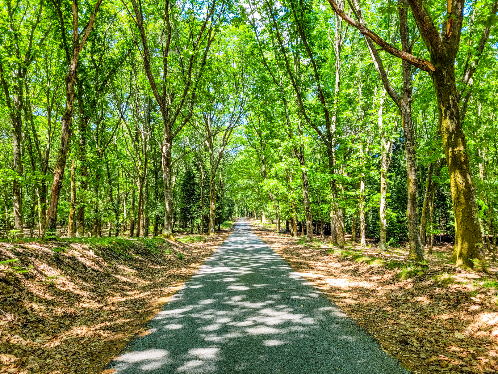 Floresta Encantada de Miranda