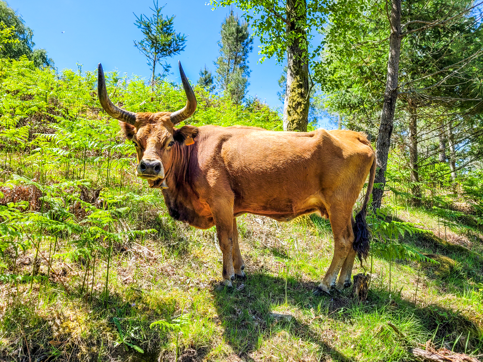 Vaca simpática na entrada para as Lagoas de Travanca