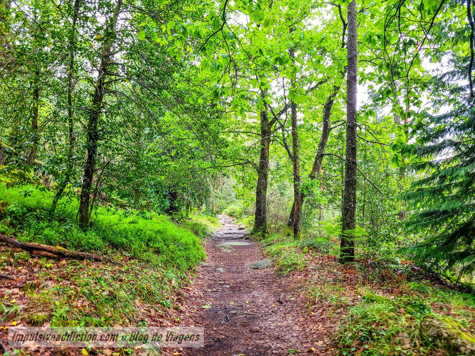 Caminhos da Mata de Albergaria