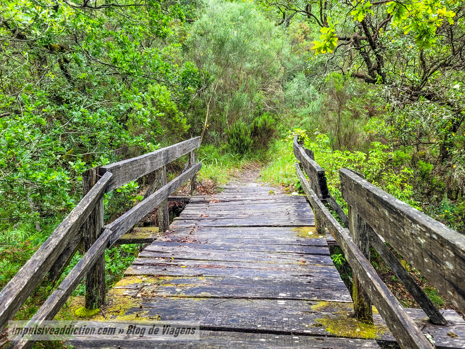 Ponte 7 do Trilho da Mata de Albergaria