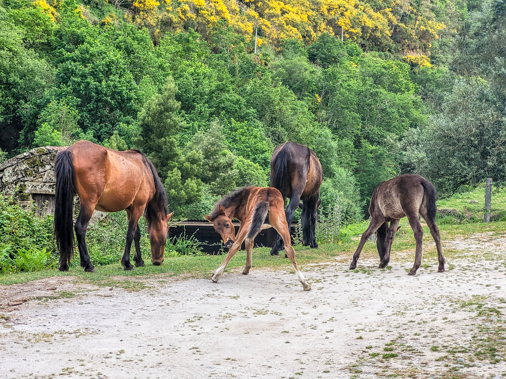 Cavalos Selvagens perto do Soajo