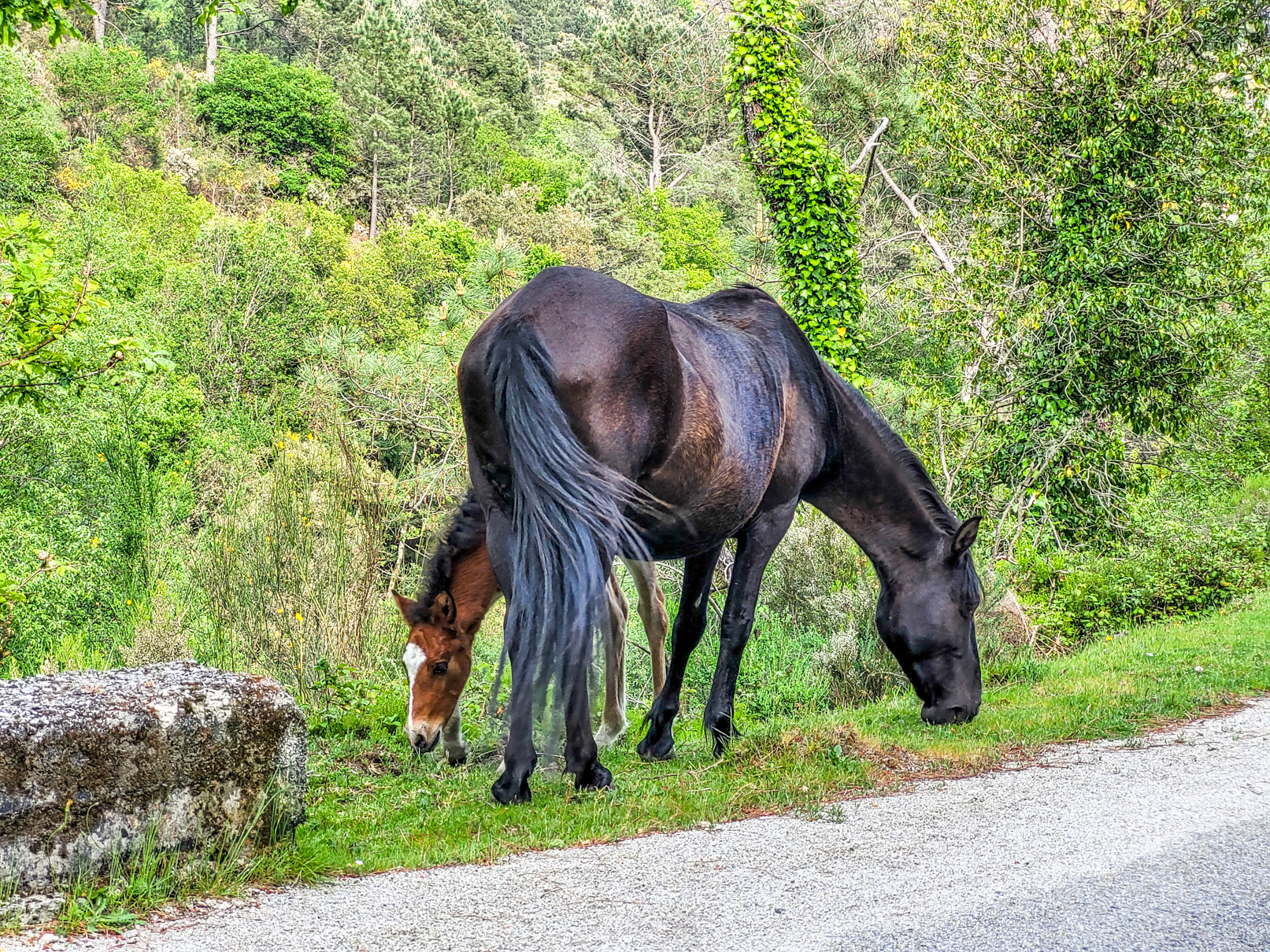 Cavalos Selvagens perto do Soajo