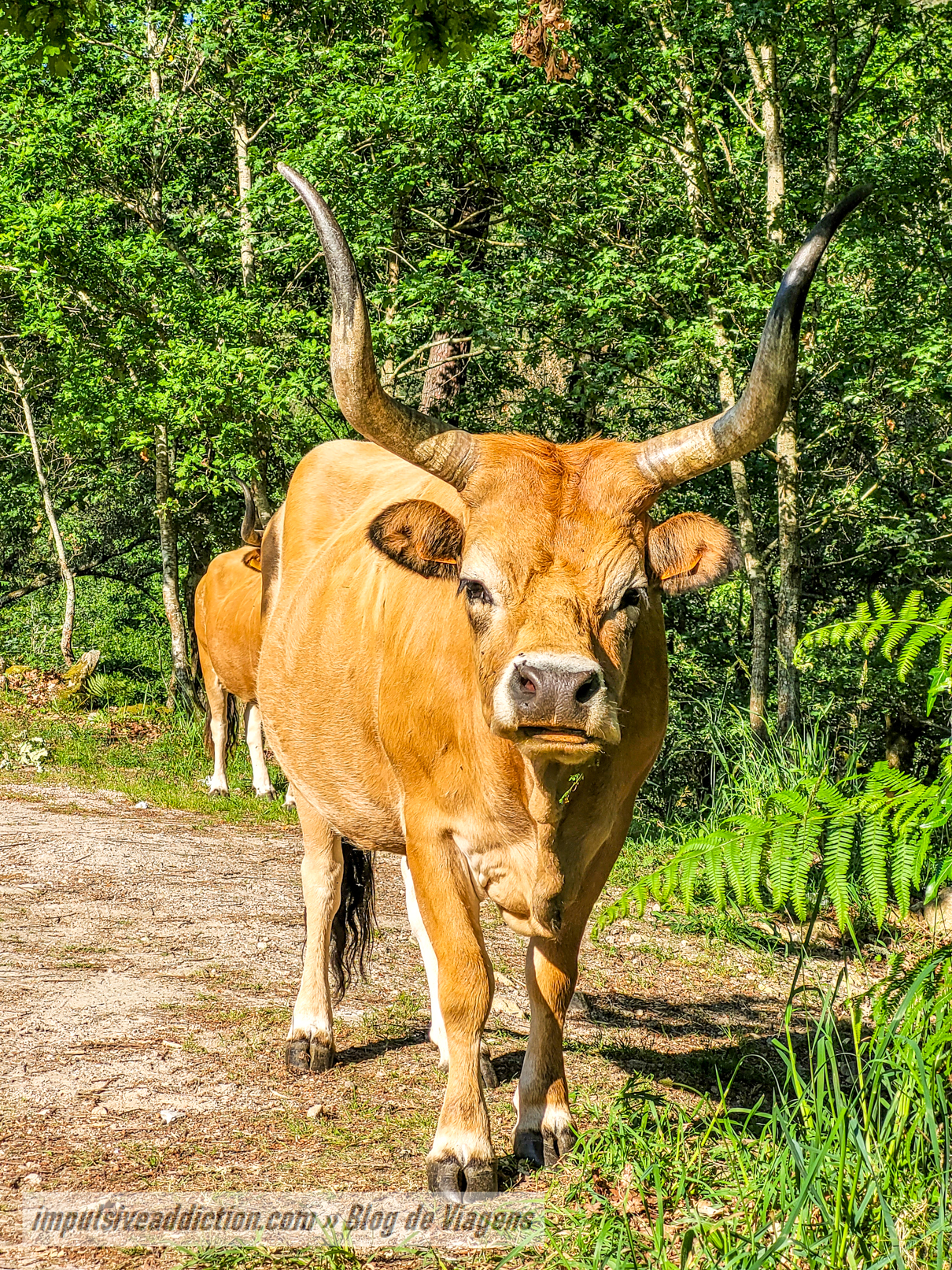 Vacas do Sistelo