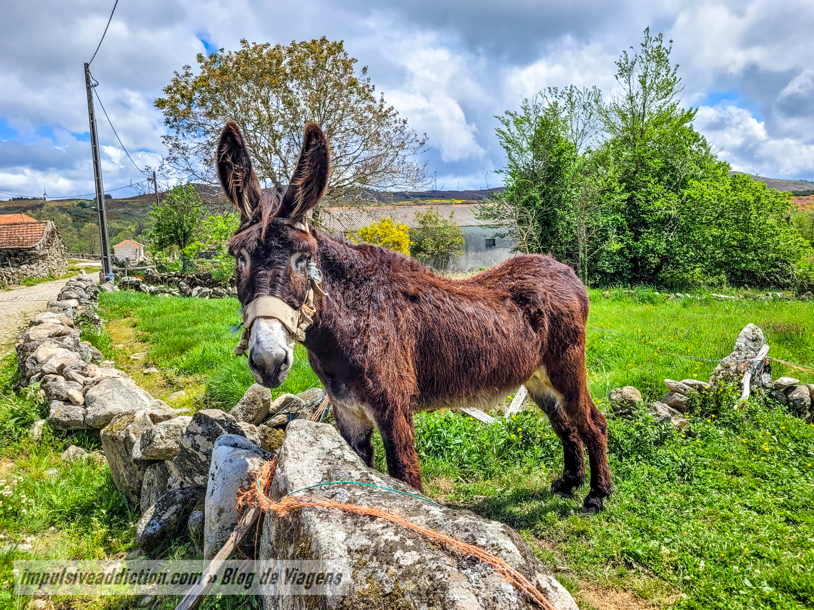 Burro junto da aldeia de Arcos