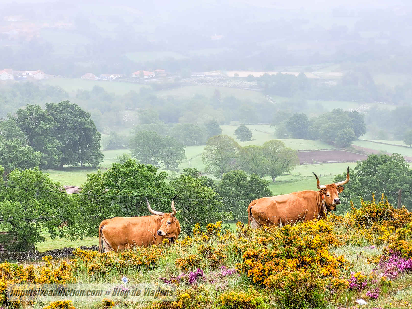 Animais junto do Baloiço das Serras em Salto | Montalegre