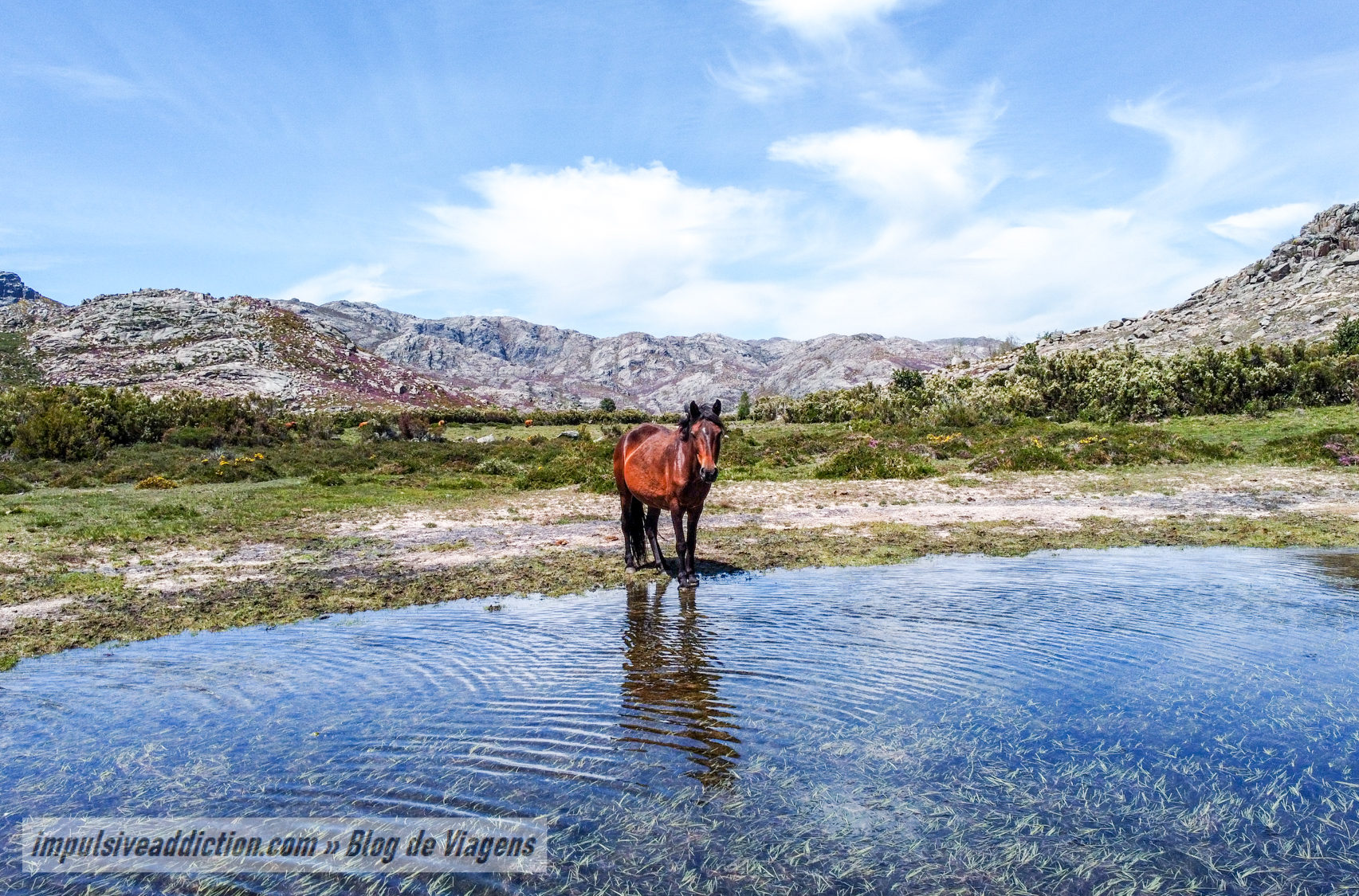 Cavalo Selvagem junto das Lagoas de Marinho