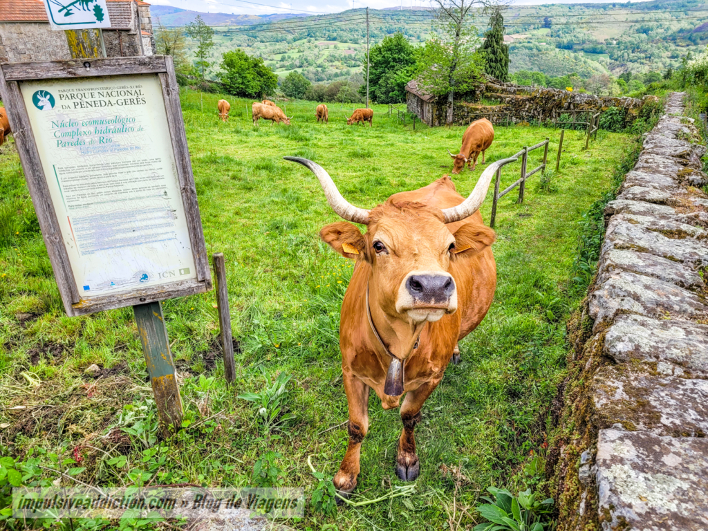 Vacas Simpáticas em Paredes do Rio