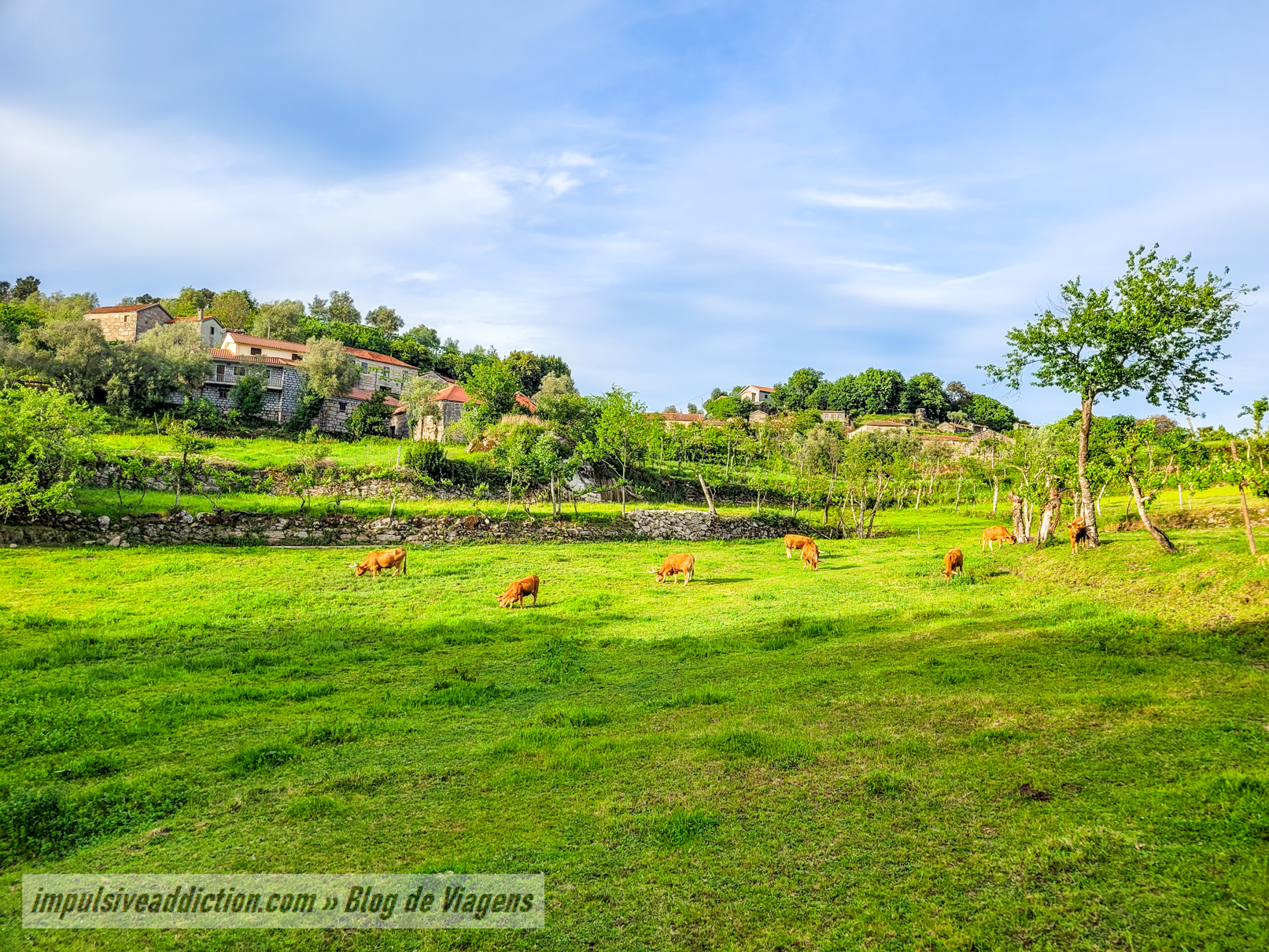 Campos de pastagem em torno da aldeia de Pincães