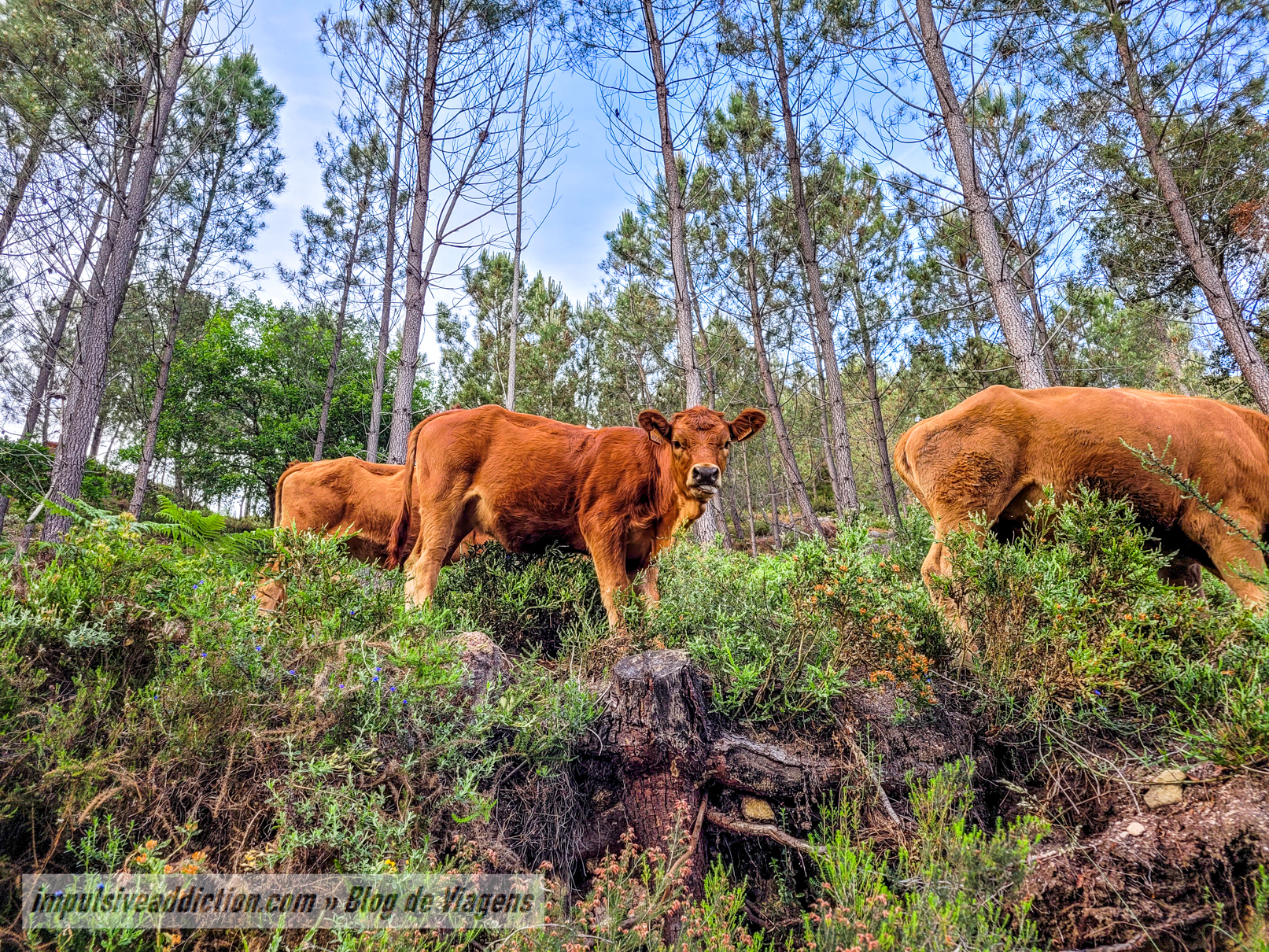Animais ao longo do trilho da Cascata de Pincães