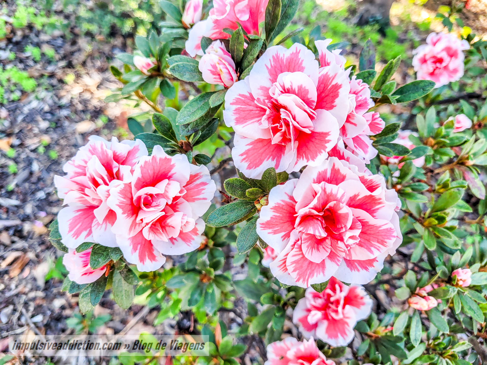 Camelia Garden in Gaia