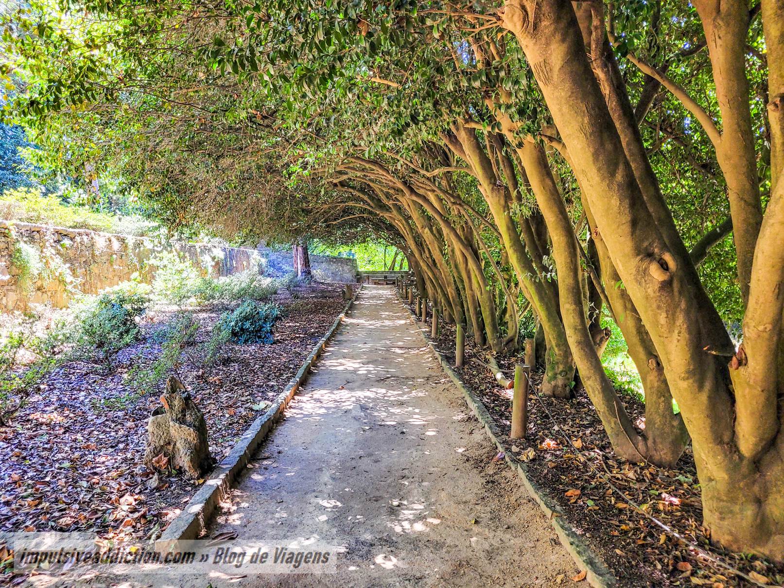 Camelia Garden in Gaia