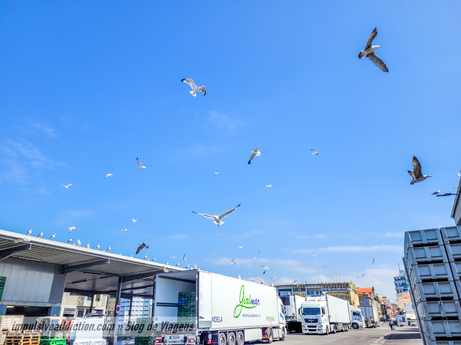 Imensas gaivotas na Lota de Matosinhos