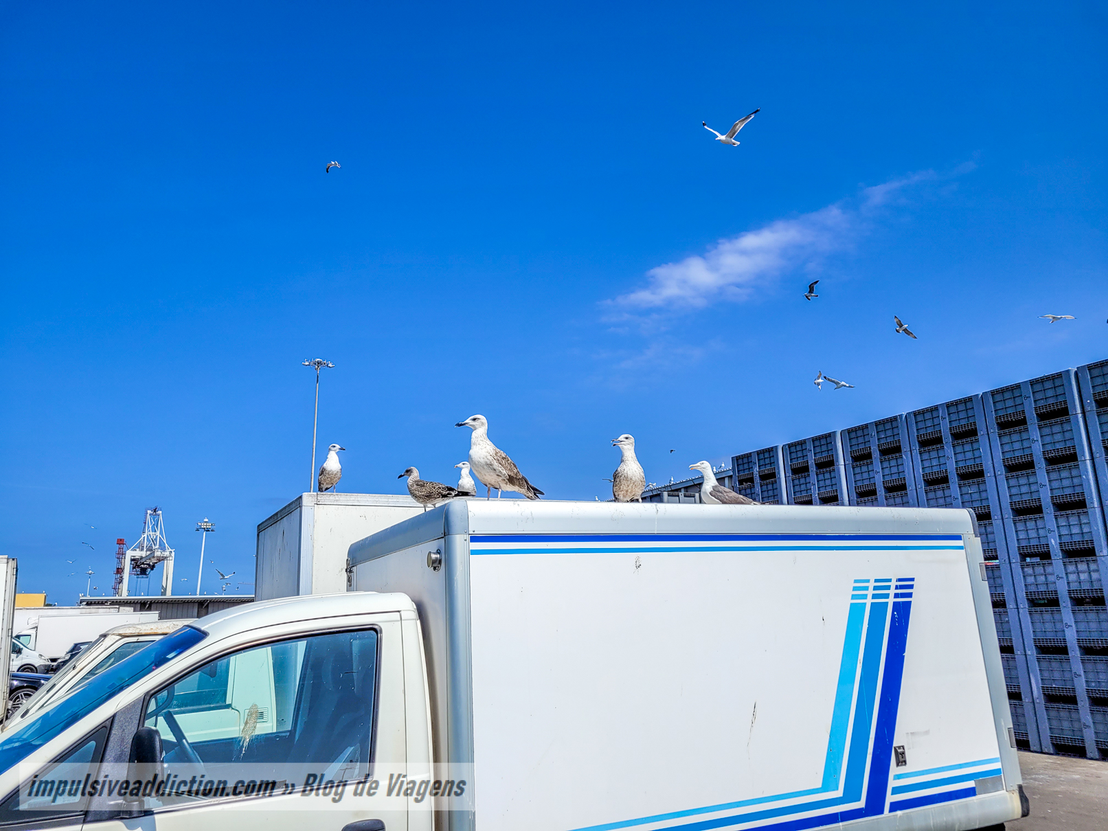 Imensas gaivotas na Lota de Matosinhos