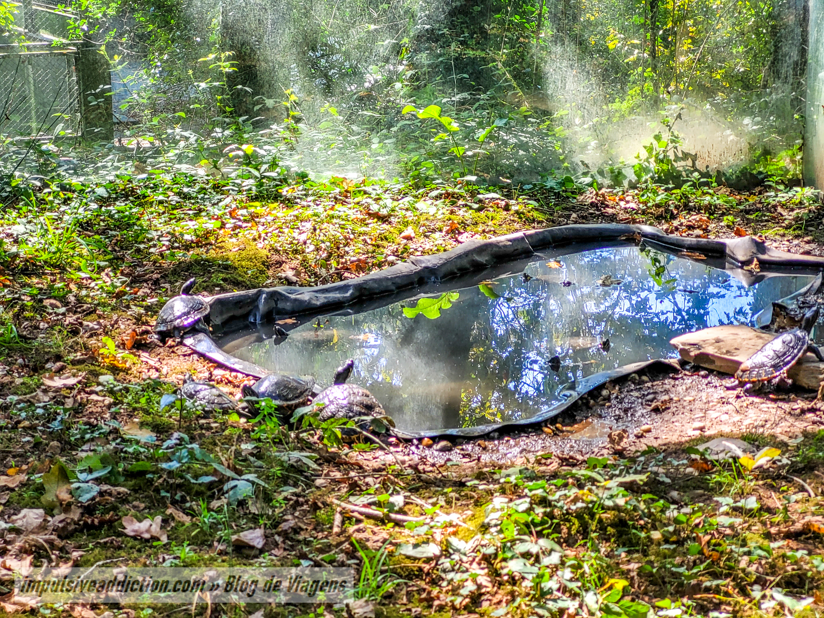 Turtles at Gaia Biological Park