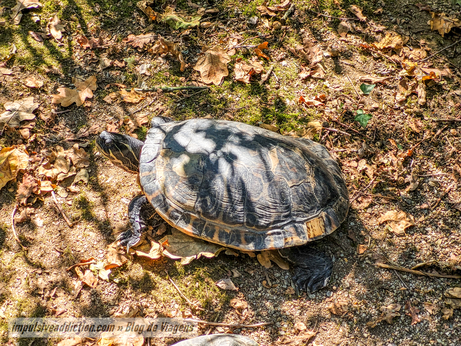 Turtles at Gaia Biological Park