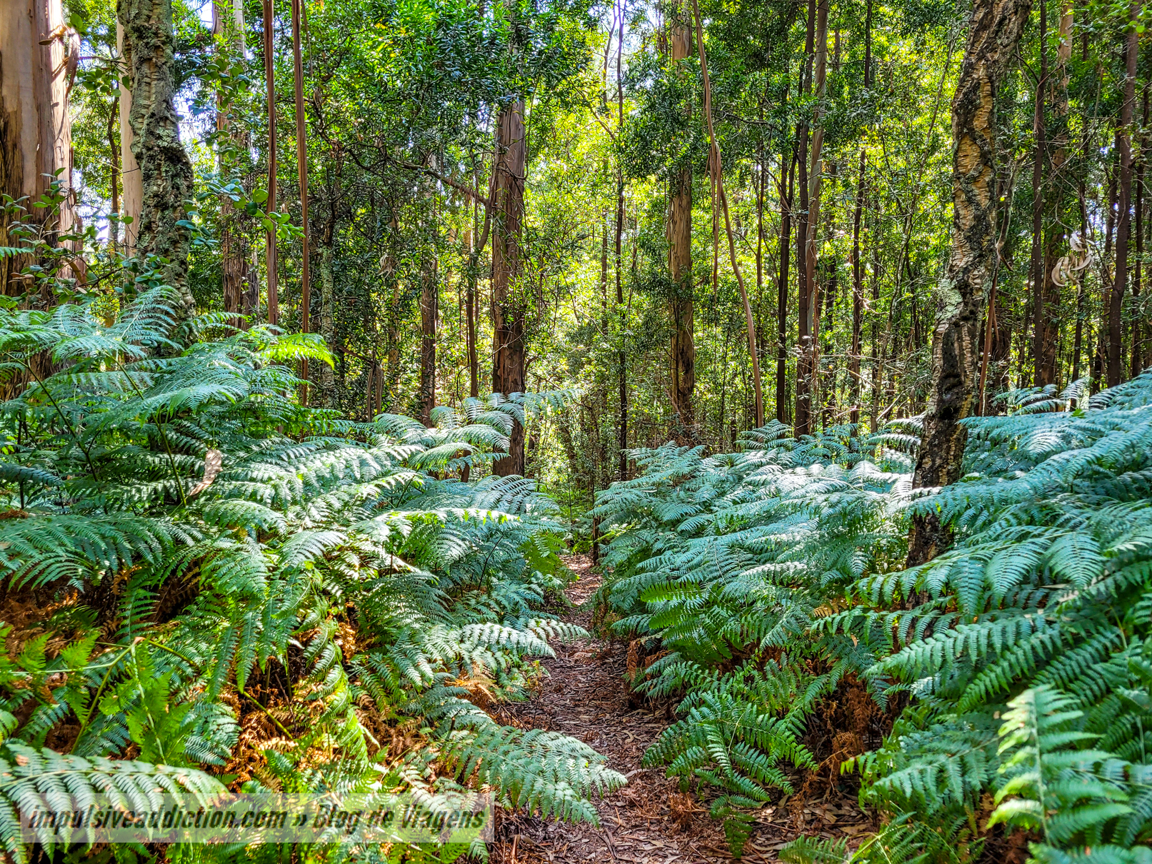 Parque da Cidade de Espinho