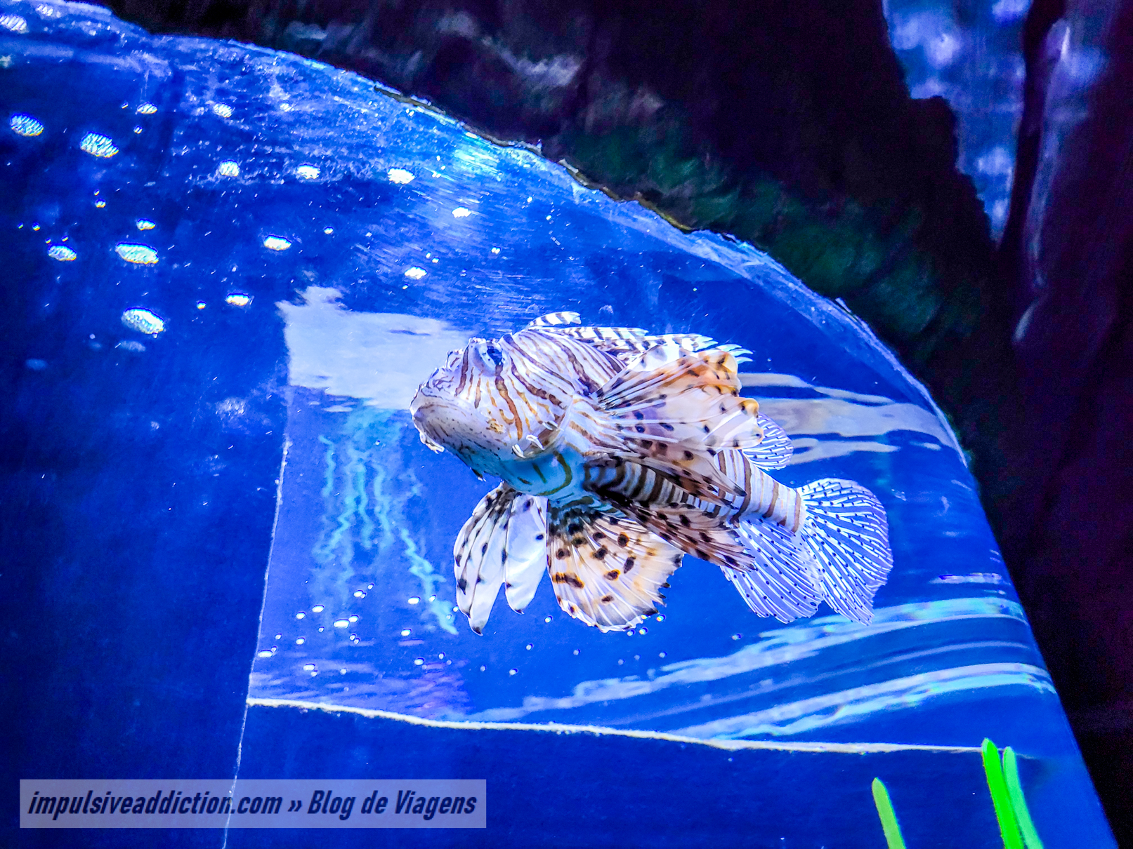 SEA LIFE Porto