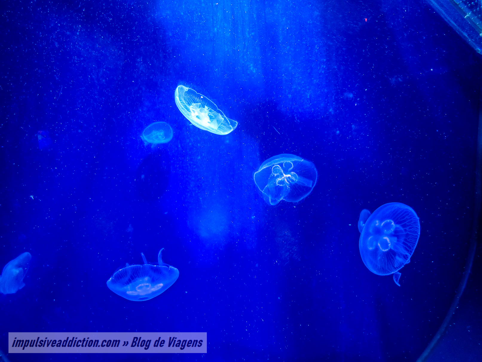 SEA LIFE Porto