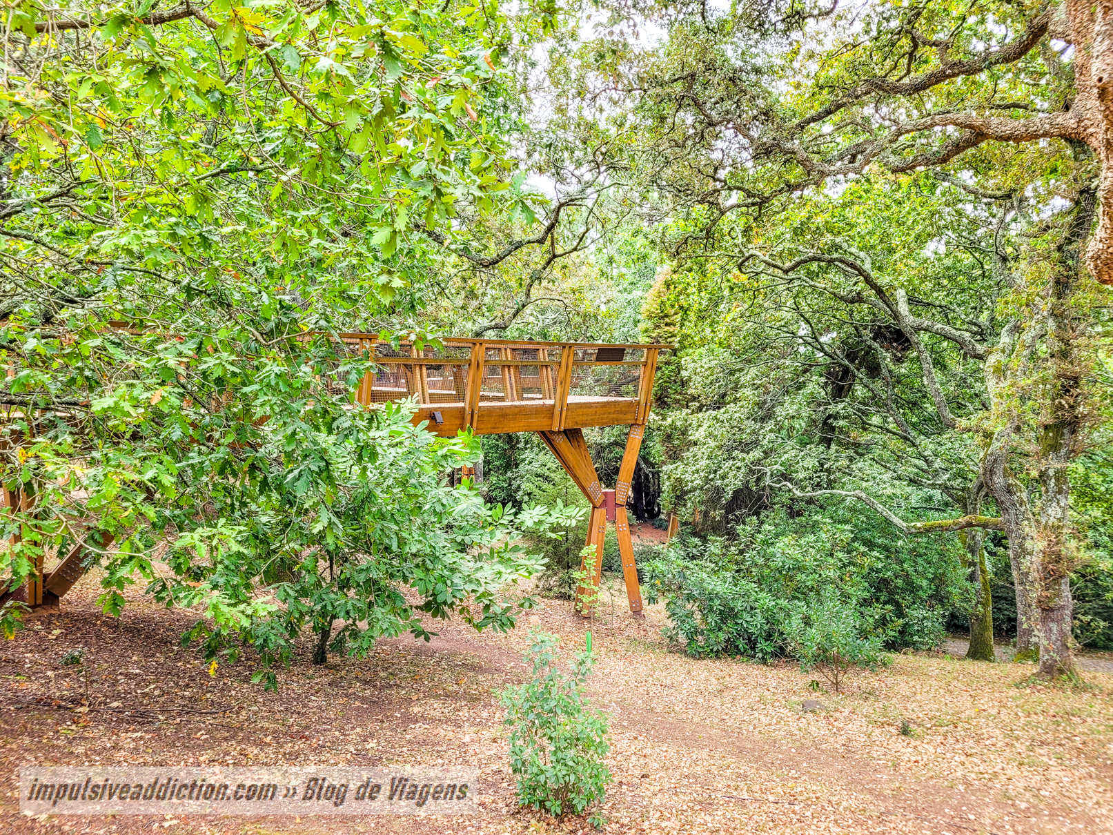 TreeTop Walk at Serralves Park
